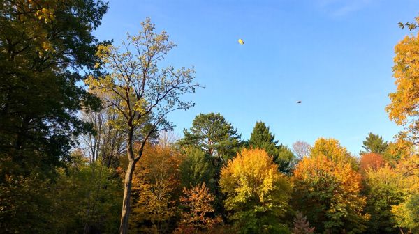 Les meilleures astuces pour l'élagage des arbres à Bussy-Saint-Georges