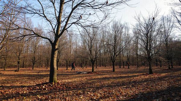 Les meilleures astuces pour l'élagage des arbres à Bussy-Saint-Georges